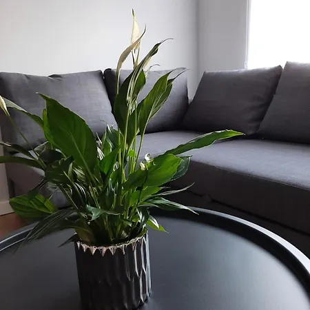 Platinum 31 Апартаменты