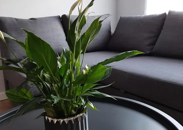 Platinum 31 Lägenhet